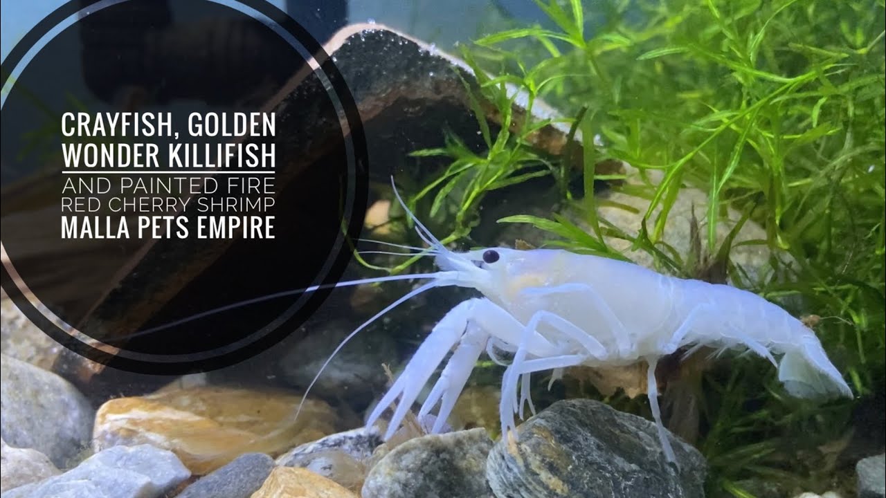 Crayfish Golden Wonder Killifish And Painted Fire Red Cherry Shrimp Malla Pets Empire Youtube Crayfish Golden Wonder Killifish And Painted Fire Red Cherry Shrimp Malla Pets Empire Youtube