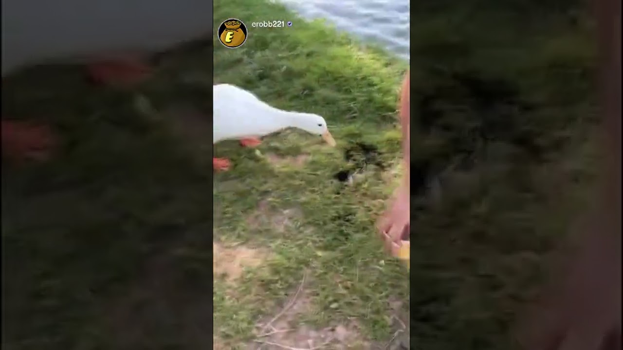 Untitled Goose Game irl