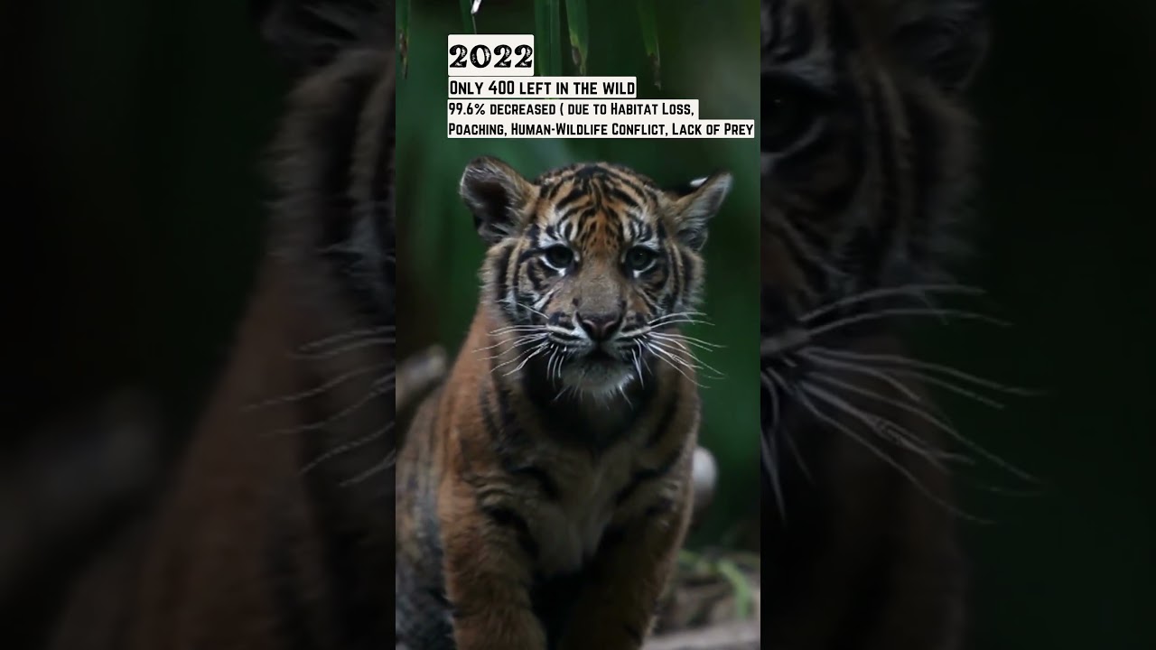 Siberian Tiger Now and Then🐯 