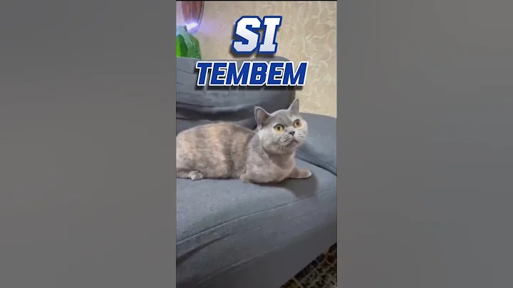 Video 8004251: munchkin britishshorthair cat, munchkincat munchkins, britishshorthair catlover pets