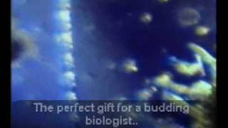 Pond Microscopy - Mega View Microscope