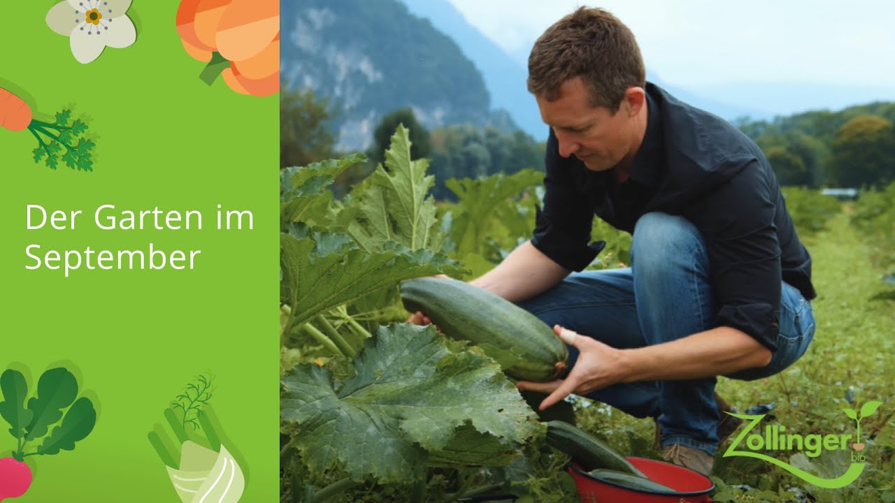 Der Garten im September letzte Saaten, Kürbisse ernten, Gemüse