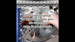 #viral #szczurek #szorty #shorts