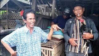 PASAR AYAM BANGKOK!!! pasar ketanggungan Brebes Jawa tengah 