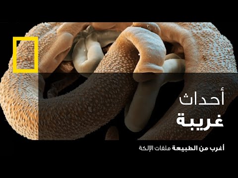 أغرب من الطبيعة: ملفات الإلكة | ناشونال جيوغرافيك أبوظبي