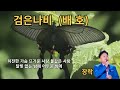 검은나비 배호 커버 장락
