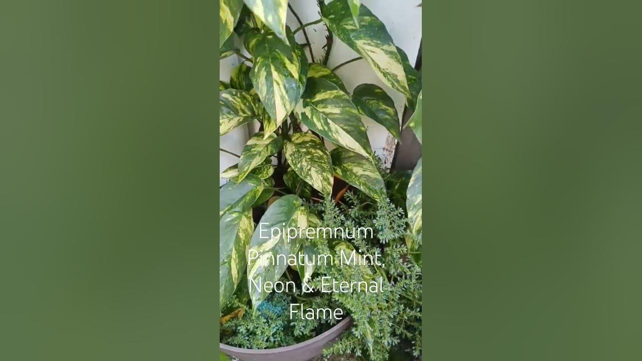 Epipremnum Pinnatum Mint, Neon & Eternal Flame 