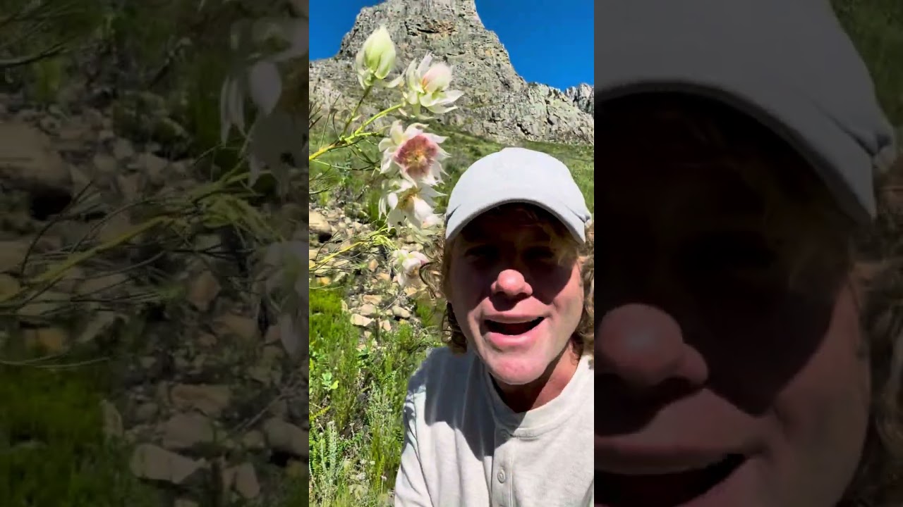 One of the rarest members of the fynbos- the blushing bride (Serruria florida)