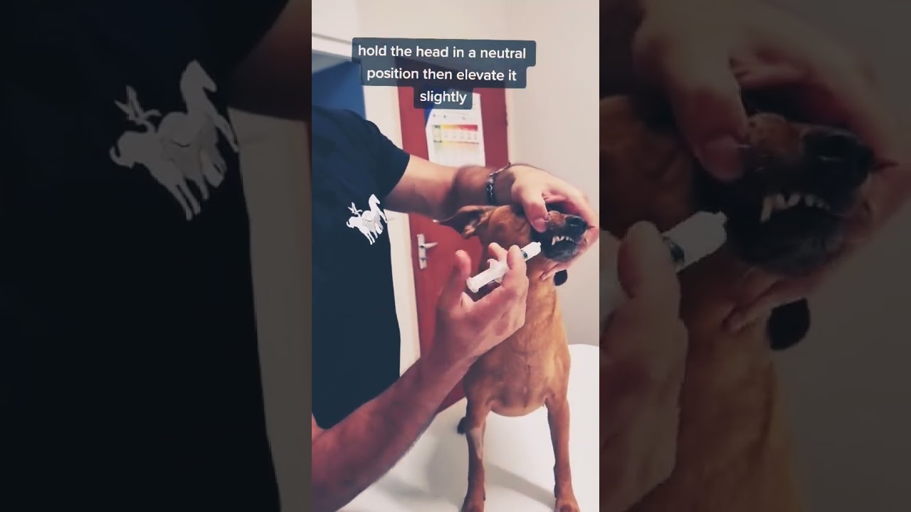 Correct technique for giving liquid medicine to dogs 