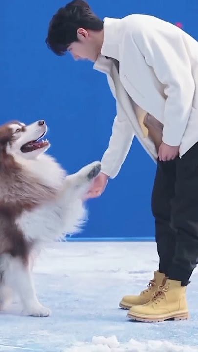 Dog's can sense his kindness and  always calm when he's there 💚 #wangyibo #王一博 #wangyibo王一博 #yibo