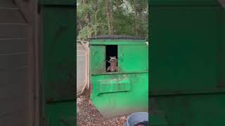 Racoon Hiding Inside Of Green Dumpster Behind Door
