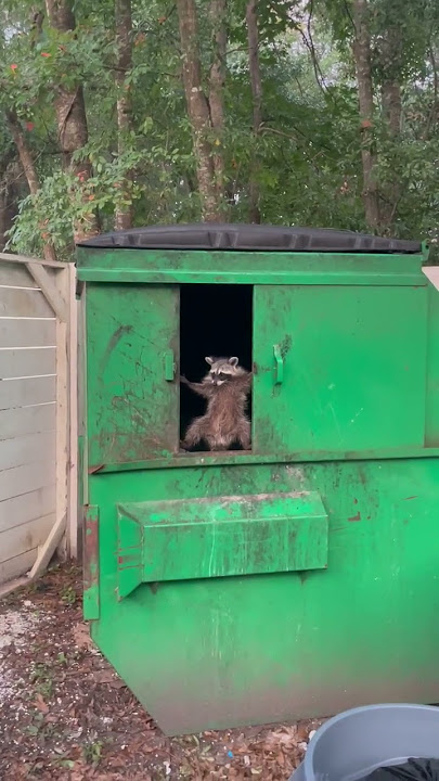 Racoon Hiding Inside Of Green Dumpster Behind Door