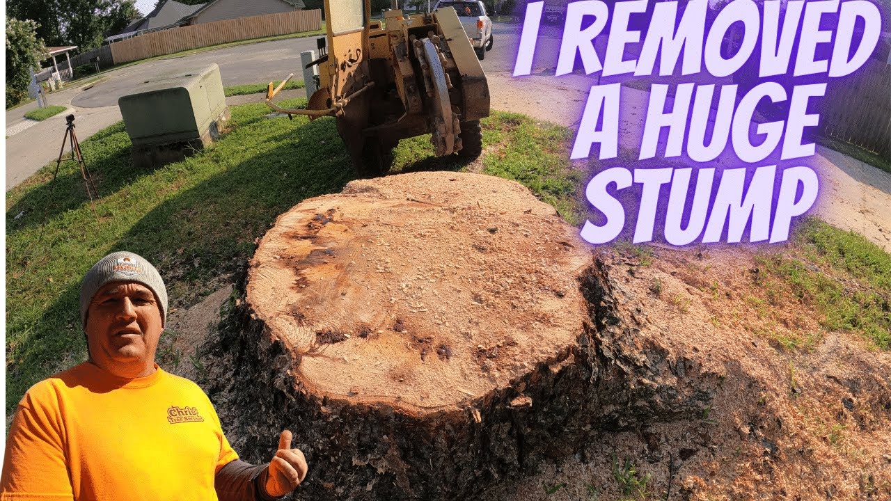 I Removed A Large Tree Stump YouTube i-removed-a-large-tree-stump-youtube