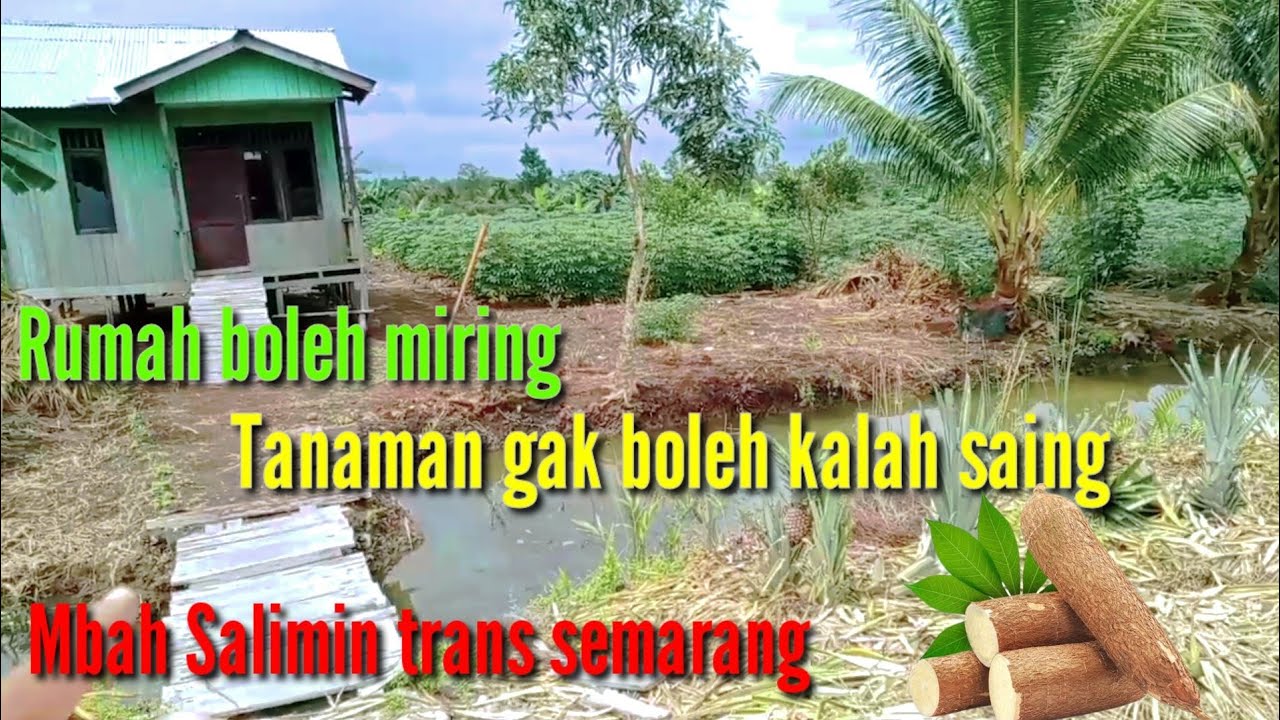 SATU HEKTAR FULL SINGKONG, PILIHAN YANG TEPAT MBAH SALIMIN 👍 YouTube