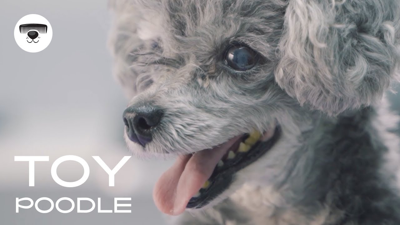 WORLD smallest POODLE // Grooming, Bathing, Haircut making...