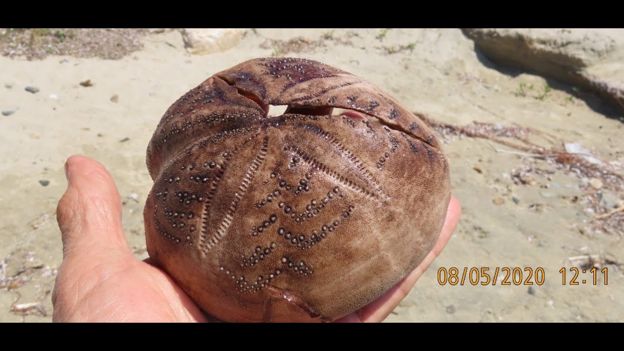 Spatangus purpureus   violet heart urchin only shell  Greece by Theo Fotiadis