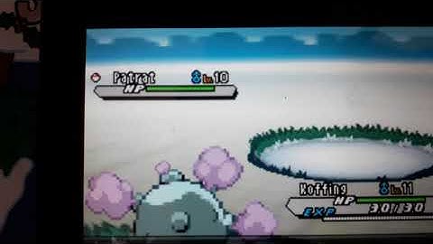 random shiny patrat while showcasing shiny coffing after 2 incounters in white 2