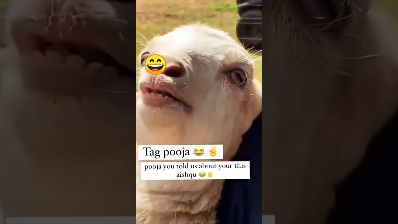 comedy Video Funny !! Pooja 🤣😄 