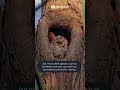 Incredible types of nests birds build