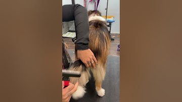 D6 Using undercoat rake step 1