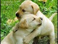 Cute puppies doing funny things 2020/فيديو مهديء للاعصاب