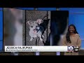 Off-duty Clifton police officer shoots, kills pit bull to ‘protect himself’