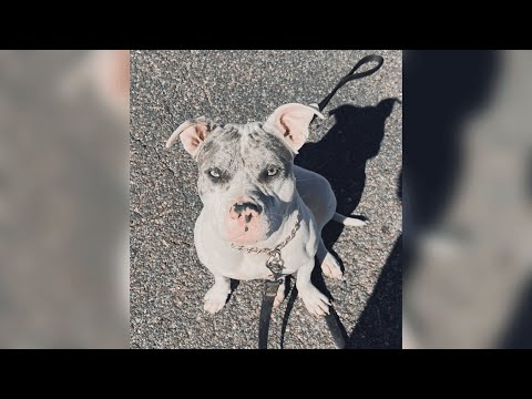Off-duty Clifton police officer shoots, kills pit bull to ‘protect himself’