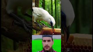 Koi Duniya E Ata Me 🌹#allah #shorts #viralvideo #youtubeshorts #video