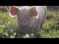 How does it feel to be a mother pig in a cage?