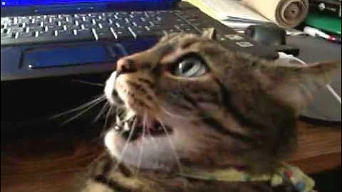 Video 648591: angry bengal cat, wild cat, kitten