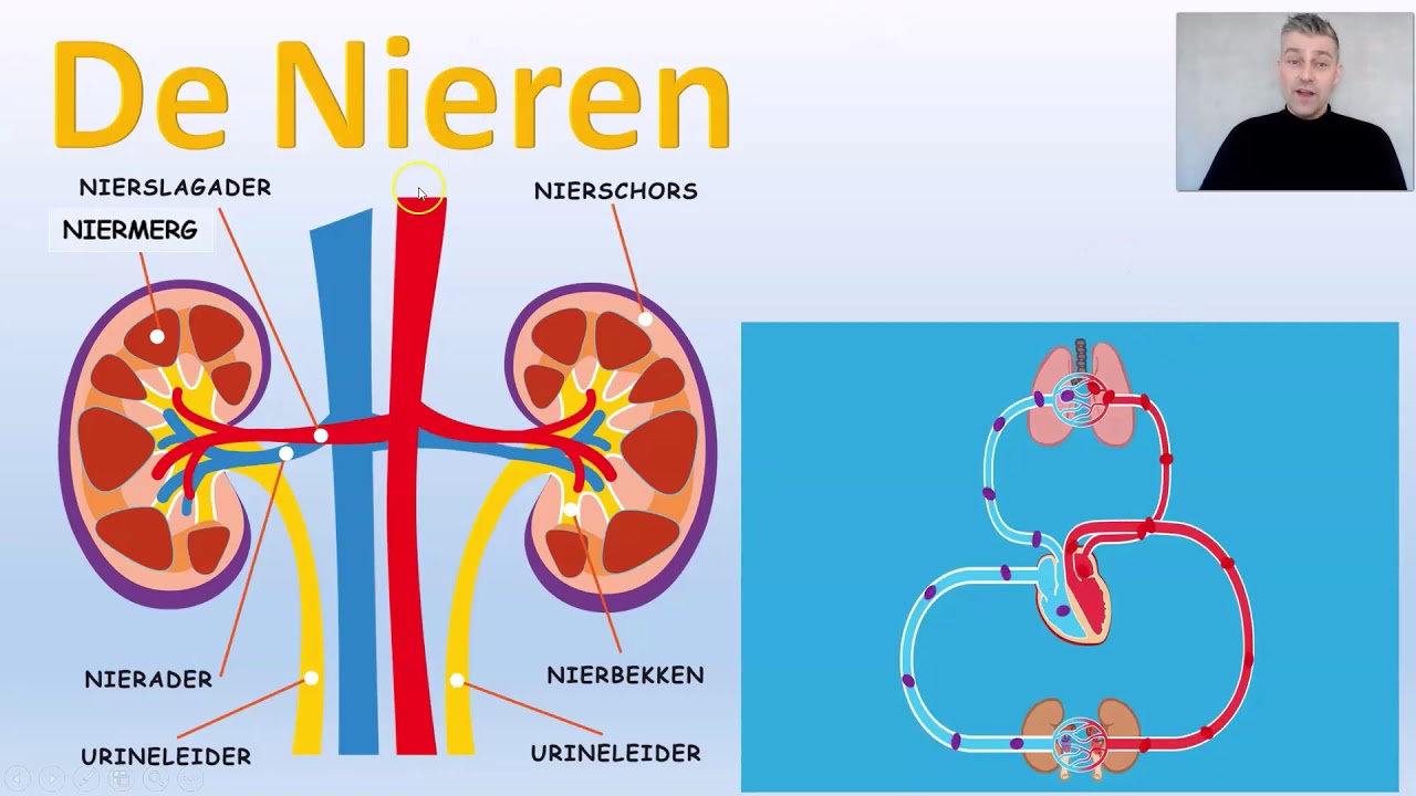 Lever, nieren en huid thema opslag, uitscheiding BioDam video 1 van 3 YouTube Lever, nieren en huid thema opslag, uitscheiding BioDam video 1 van 3 YouTube