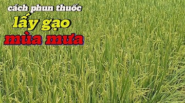phun thuốc LẤY GẠO đạt trong mùa mưa giai đoạn trổ đều vu hè thu l Thanhdotv