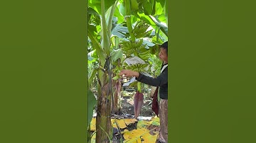 Chế bọc buồng chuối ngăn thối quả #shorts