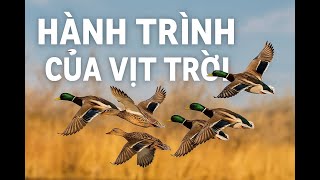 🦆🌏Hành Trình Di Cư Kỳ Diệu Của Vịt Trời | The Incredible Migration of Wild Ducks Across Continents✈️