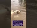 Cachorro Se Desespera e Nada Até o Resgate Para se Salvar da Enchente no Rio Grande do Sul