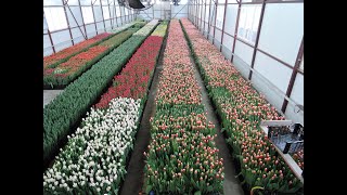 Выращивание тюльпанов на 8 марта