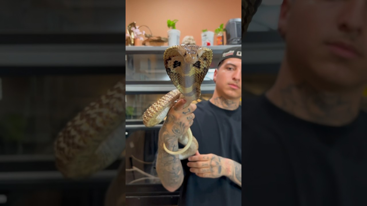 MR SUNSET ☀️🐍 