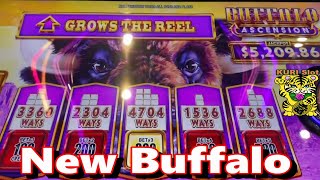 ★NEW BUFFALO SLOT !! LIKE or DISLIKE ?★BUFFALO ASCENSION Slot (Aristocrat) ☆$225.00 Free Play ☆栗スロ