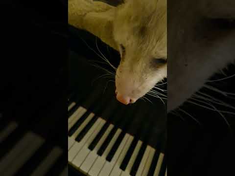 Disabled Opossum Remi Enjoys My One Handed Piano Playing While The Other Hand Holds The Phone 