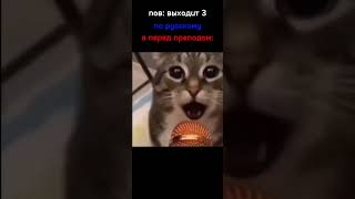 #мем #мемы #memes #mem #смешно #ржака #юмор #смех #котики #кот #коты #cat #cats