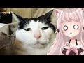 DAMN HE THICC | VTuber Fuwa Reacts to FUNNY CAT MEMES COMPILATION OF 2023