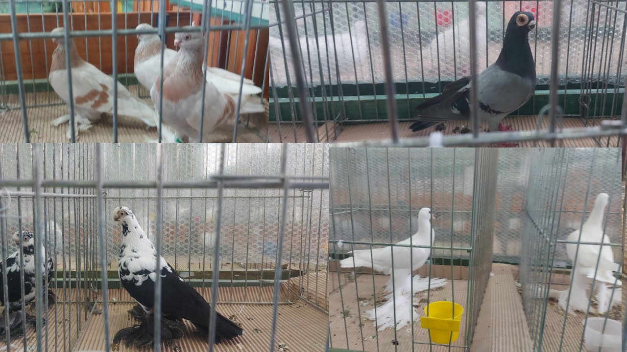 WYSTAWA TARGI W CIECHANOWIE JESZCZE NA TAKICH NIE BYŁEM 😱MASAKRA 🙊🙈🙉😱