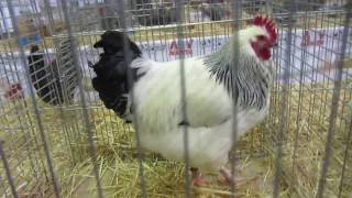 III Exposicion Avicola de La Rioja II Concurso IBERAVIS 2016