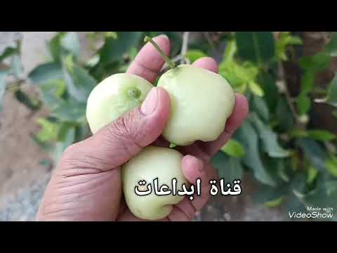 تفاح الورد او ما يسمى تفاح جاوا
