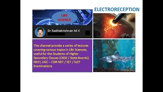 ELECTRORECEPTION