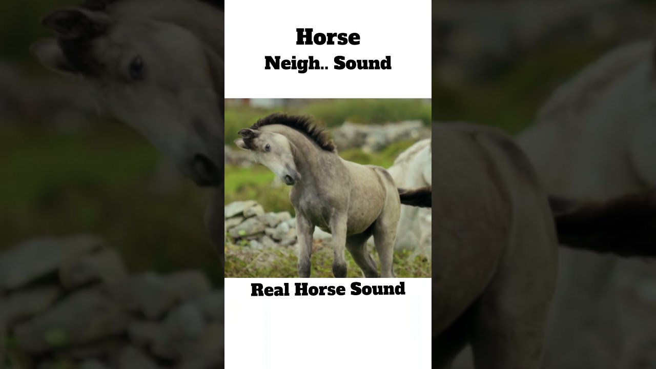 Real Horse Sound ❤ 