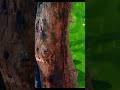 এক ছবিতে, “দৃষ্টিনন্দন কাঠবিড়ালি মুহূর্ত 🐾” 🐿️✨” | Apexel 60x Zoom Lens | Apexel Telephoto Lens