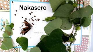 Eddagala Lino Baliyita Nakasero Aba Kwinini Aba Musujja Weraba