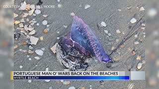 Authorities warn of venomous wildlife along Myrtle Beach shores screenshot 2