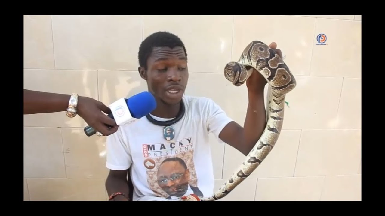 Fallou Baye Diane le charmeur de Serpent